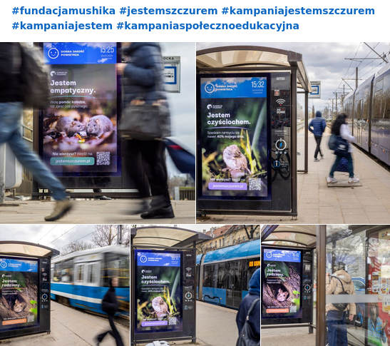 Kolaż pokazujący przystanki autobusowe wyświetlające różne fakty na temat szczurów oraz ich zdjęcia