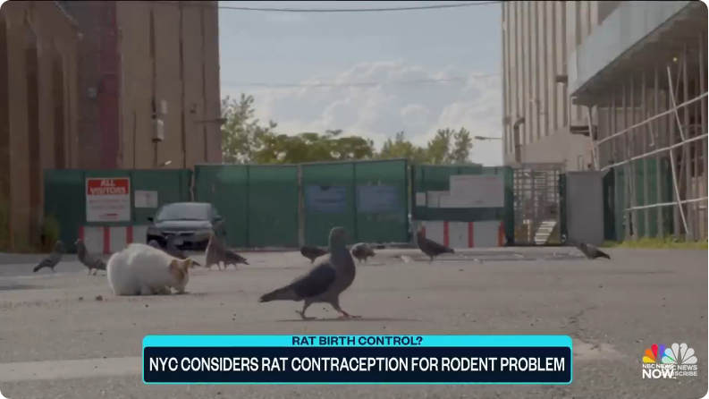 Kadr z reportażu NBC, pokazujący pusty plac, po którym spacerują gołębie i kot. Belka na dole mówi o użyciu w mieście szczurzej antykoncepcji