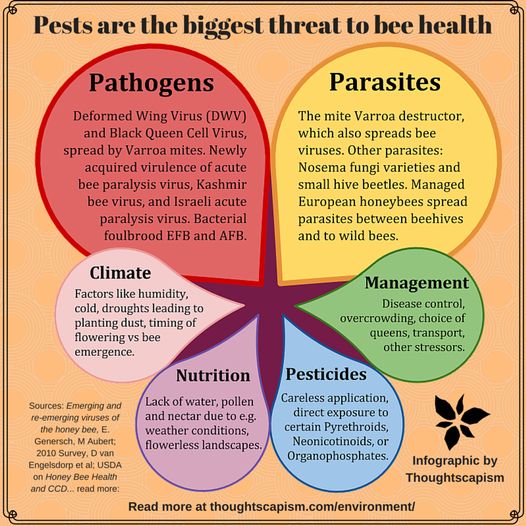 Infografika pokazująca rzeczy szkodzace pszczołom. Jej nagłówek mówi, że szkodniki mają najgorszy wpływ na ich zdrowie. Widać też sześć czynników, wpisanych w kółka o różnym rozmiarze i wyróżnionych różnymi rozmiarami czcionki. Kółko odpowiadające pestycydom jest małe i umieszczone na dole