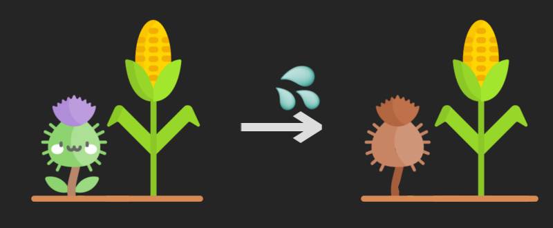Schemat pokazujący po lewej stronie dwie rysunkowe rośliny, oset i kukurydzę obok siebie. Następnie mamy strzałkę, a nad nią ikonę kropli substancji. Po prawej stronie strzałki mamy te same dwie rośliny. Oset wyschnięty i brązowy, a kukurydza nic się nie zmieniła.