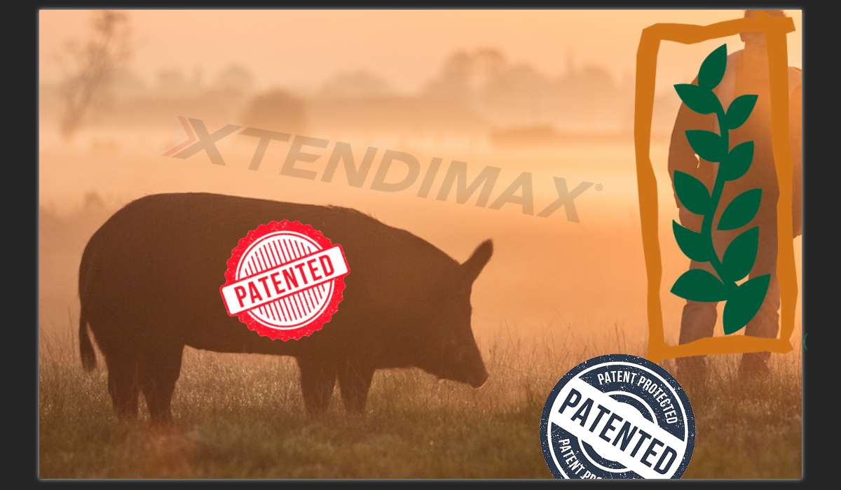 Obrazek pokazujący świnię na tle zamglonego pola. Na mgiełkę nad polem nałożono napis Xtendimax, na świnię znaczek z napisem 'Opatentowano', podobny znaczek jest na trawie na pierwszym planie. Po prawej stronie widać roślinę z loga Monsanto.