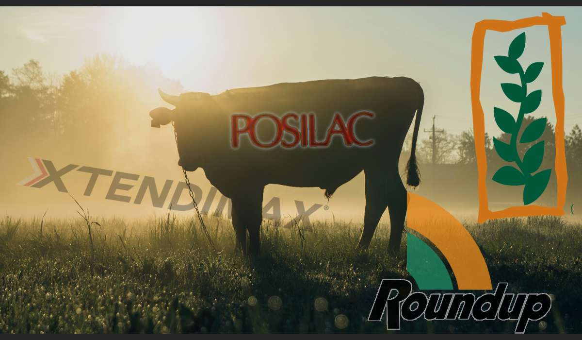 Monsanto Papers 1. Polityka, pestycydy i Posilac